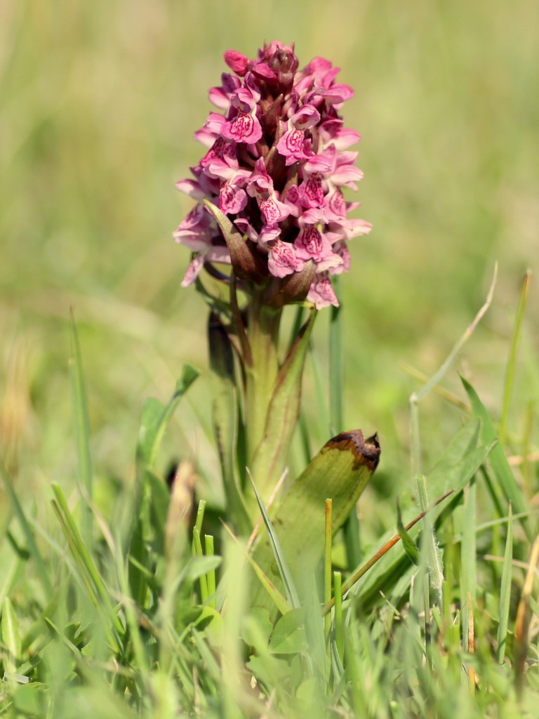 Orchidee d''Irlanda